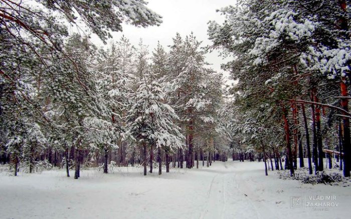 Зимний лес 9
